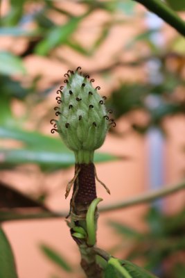 Magnolia grandiflora 'Edith Bouge' - šácholán - po odkvětu